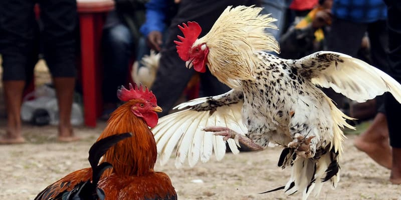 Tham khảo dòng kê Mỹ ở trận cựa sắt